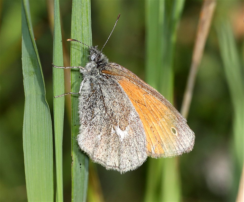 RINGLET, COMMON (Coenonympha tullia) (07-15-2022) glacier co, mt -01