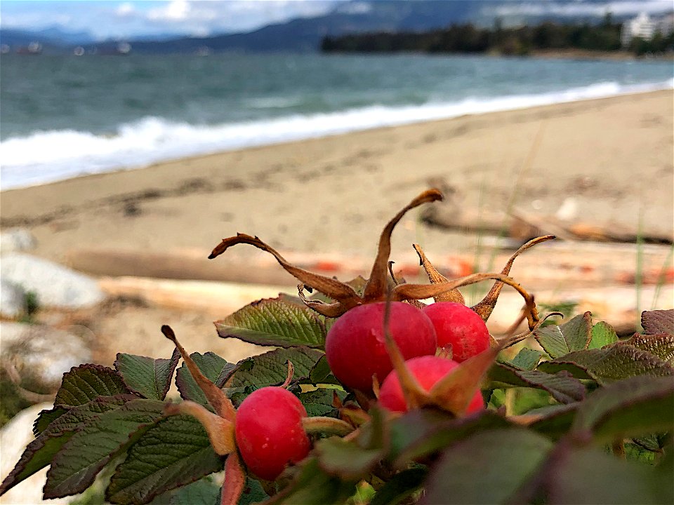 Rose Hips on the Beach