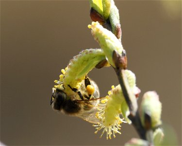 Honigbiene photo