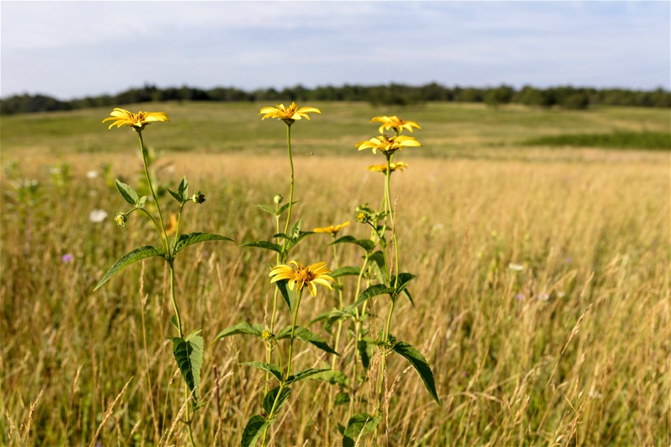 Sunflowers at Big Meadows