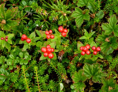 Bunchberry, Old Chevak, Alaska photo