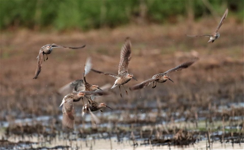 Stilt Sandpipers in Flight Huron Wetland Management District