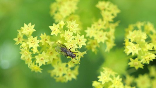 Blumenfliege (Anthomyiidae) auf Frauenmantelblüte (Alchemilla sp.)