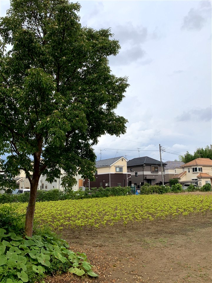 Koyama in Higashikurume-shi
