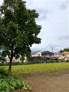 Koyama in Higashikurume-shi