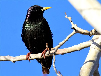 European starling at Seedskadee National Wildlife Refuge
