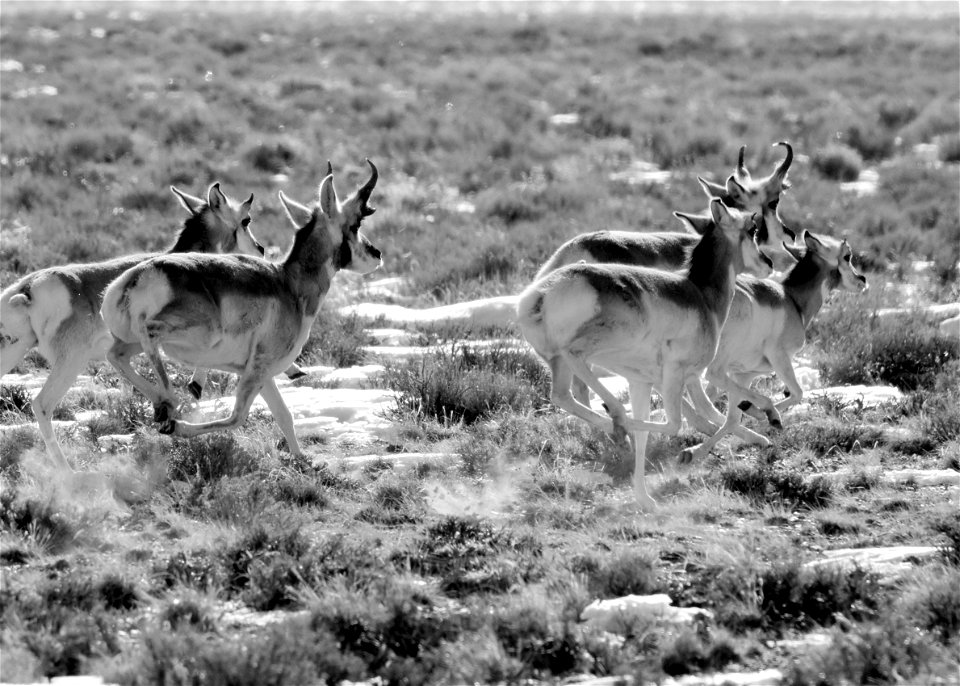 Pronghorn at Seedskadee National Wildlife Refuge