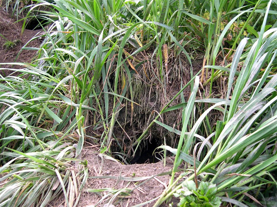 Puffin nest burrow