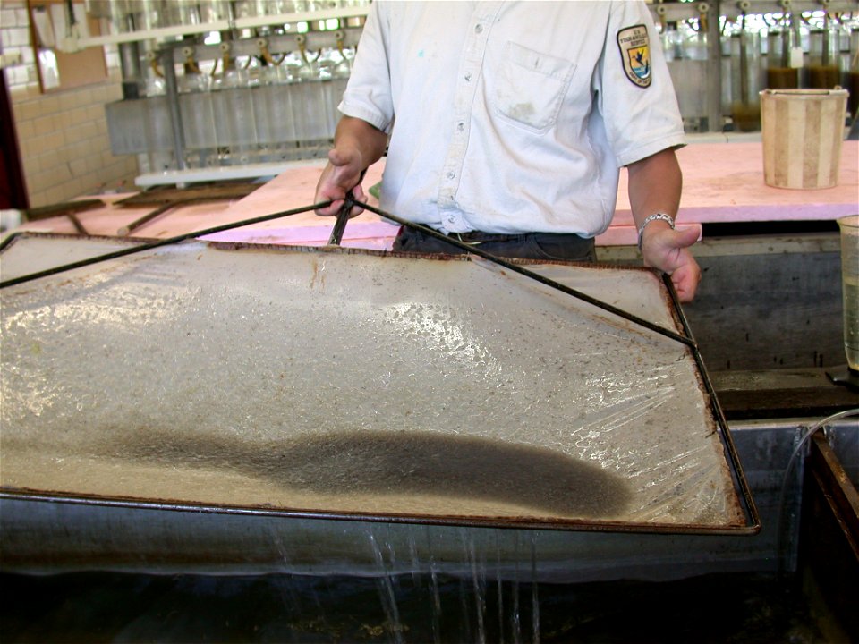 Netting Walleye Fry photo