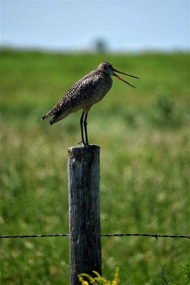 Marbled Godwit on Fence Post Lake Andes Wetland Management District South Dakota.