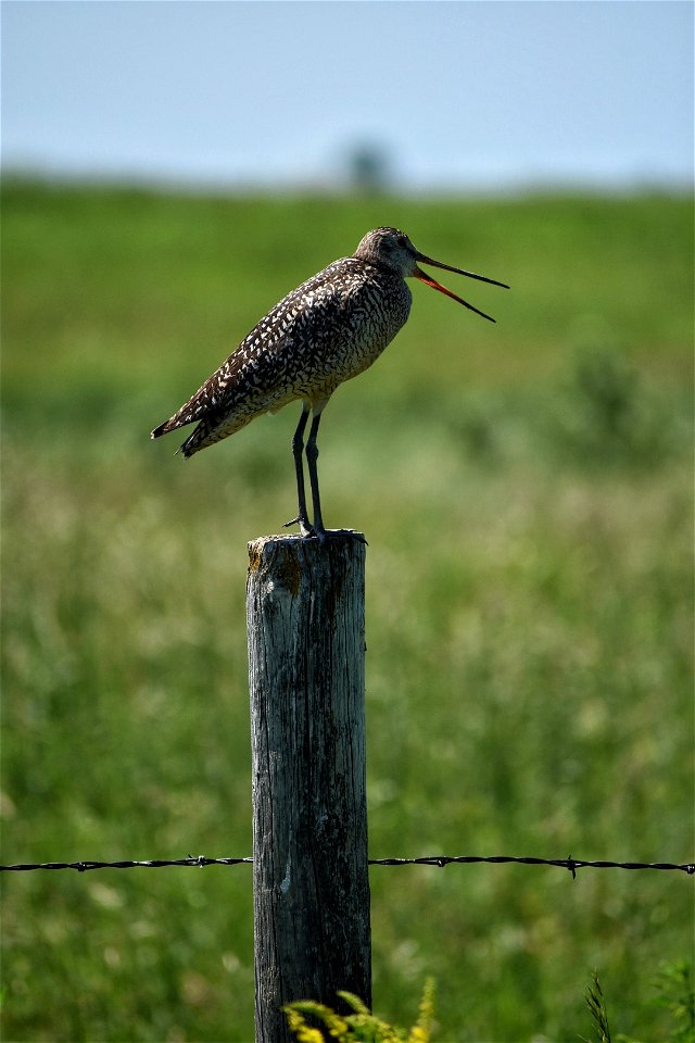 Marbled Godwit on Fence Post Lake Andes Wetland Management District South Dakota. photo