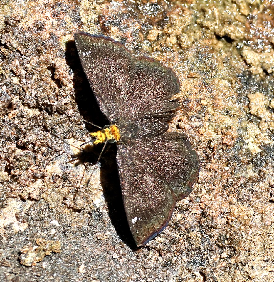SCALLOPWING, GOLDEN-HEADED (Staphylus ceos) (03-12-2023) filmore cyn, dripping springs nat area, dona ana co, nm -01