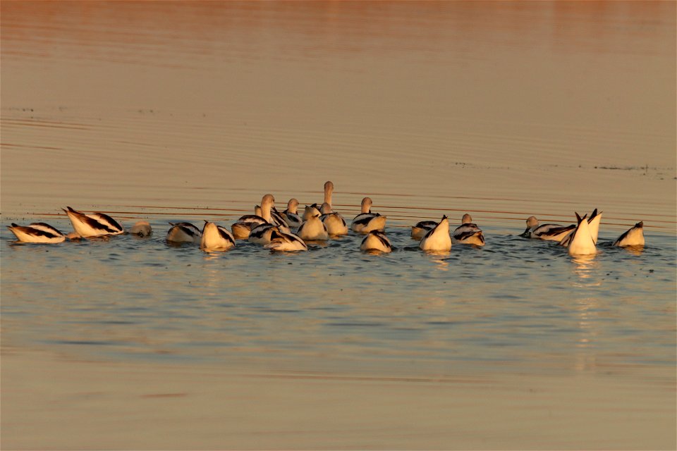 Fall Plumage American Avocets Huron Wetland Management District