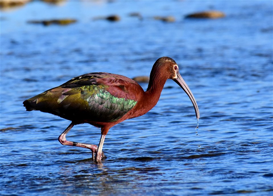 White-faced ibis at Seedskadee National Wildlife Refuge