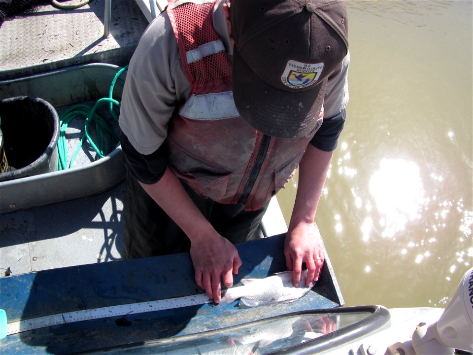 Measuring a Freshwater Drum photo