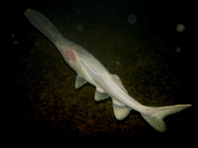 Albino Paddlefish