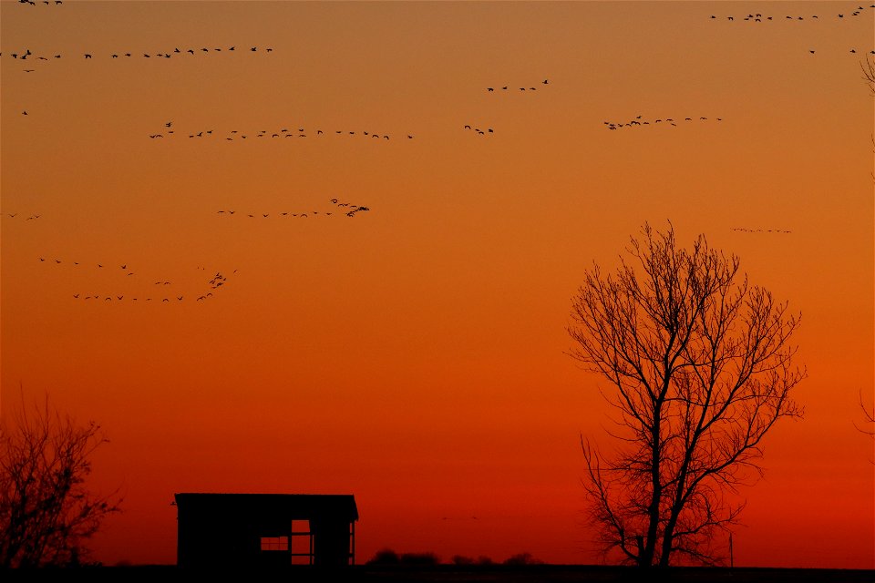 Spring Waterfowl at Sunset Huron Wetland Management District