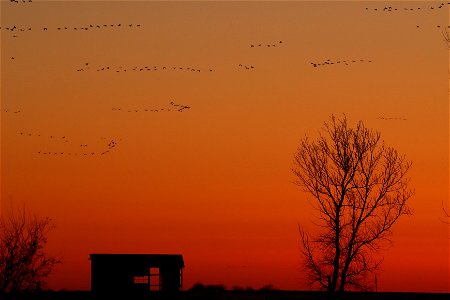 Spring Waterfowl at Sunset Huron Wetland Management District photo
