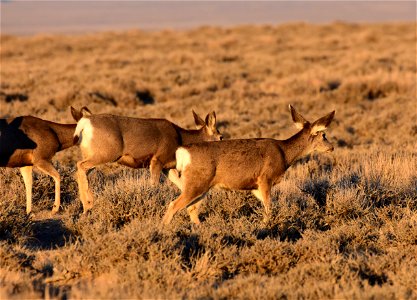 Mule deer at Seedskadee National Wildlife Refuge
