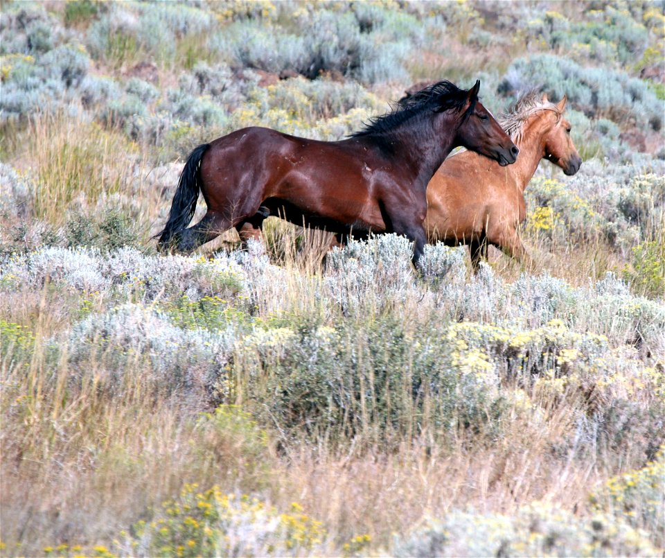 Twin Peaks two horses