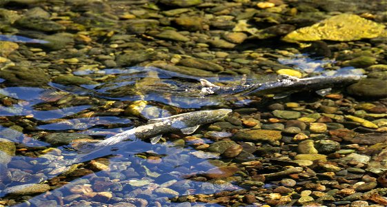 Spring Chinook salmon in Trinity River. Credit: John Heil/USFWS photo