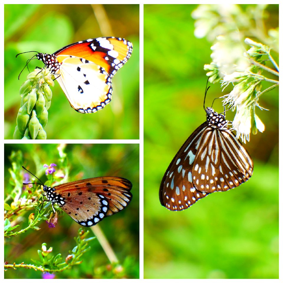 Common butterflies
