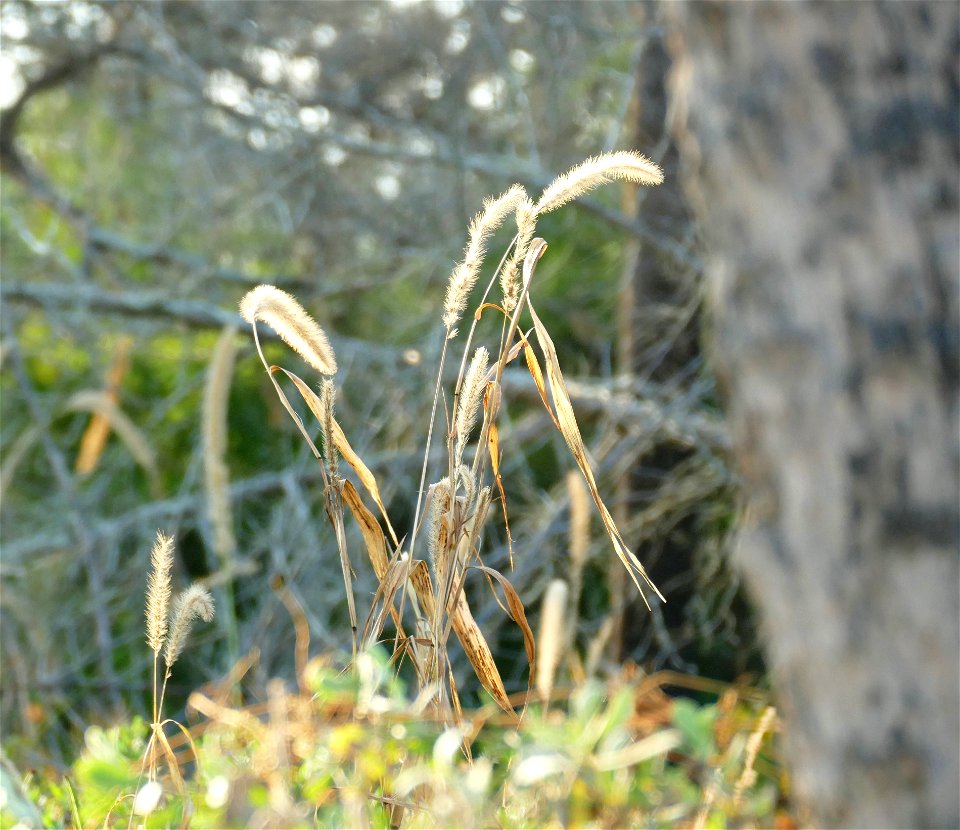 Fuzzzy weeds-P1950043