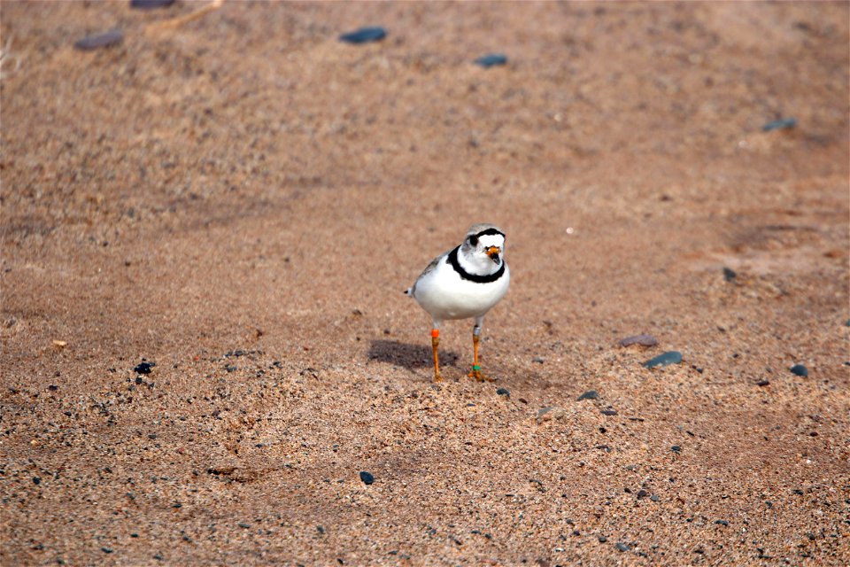 Piping Plover Banding on the Apostle Islands photo