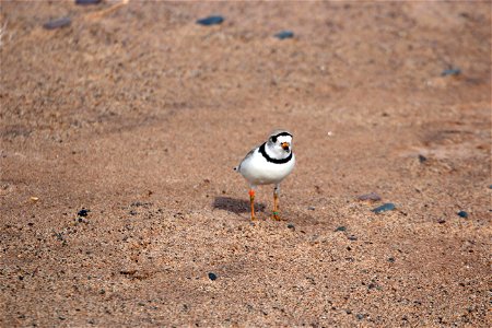 Piping Plover Banding on the Apostle Islands