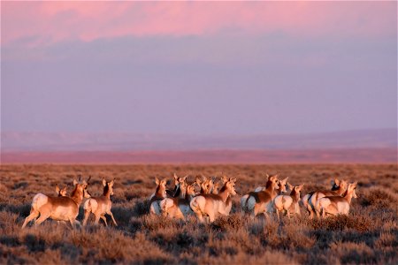 Pronghorn at Seedskadee National Wildlife Refuge