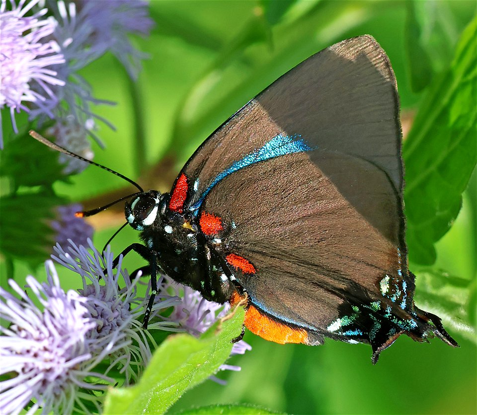 HAIRSTREAK, GREAT PURPLE (Atlides halesus) (01-02-2023) national buttrtfly center, palmview, hidalgo co, tx -03