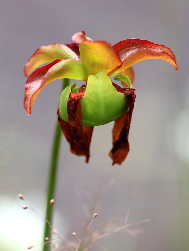 NC 25 - RED PITCHER PLANT (Sarracenia rubra) (05-20-2023) green swamp ecological area, brunswick co, nc -01