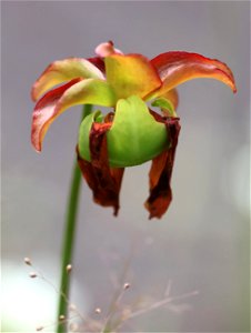 NC 25 - RED PITCHER PLANT (Sarracenia rubra) (05-20-2023) green swamp ecological area, brunswick co, nc -01