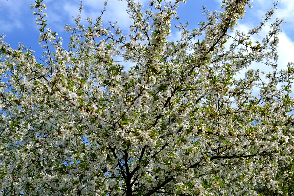 Spring ,April 2023