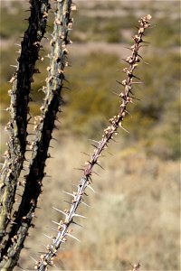 Fouquieria splendens
