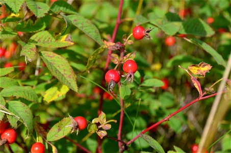 Wild Rose Hips