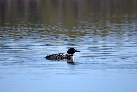 Common loon photo