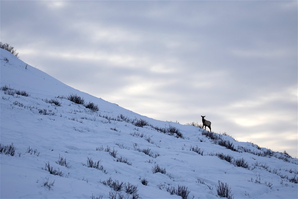 Elk on the National Elk Refuge