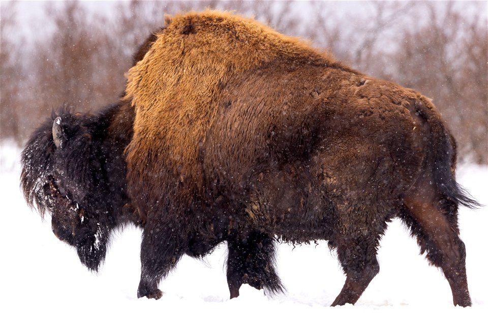 Wood bison in the snow
