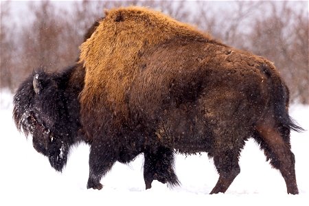 Wood bison in the snow photo