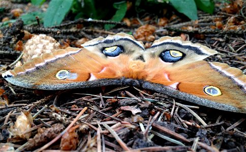 Polyphemus moth emerged on May 28, 2016 after overwintering in a cocoon since last September.