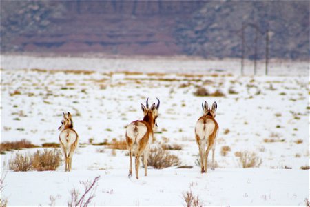Pronghorn Antelope in the Winter photo