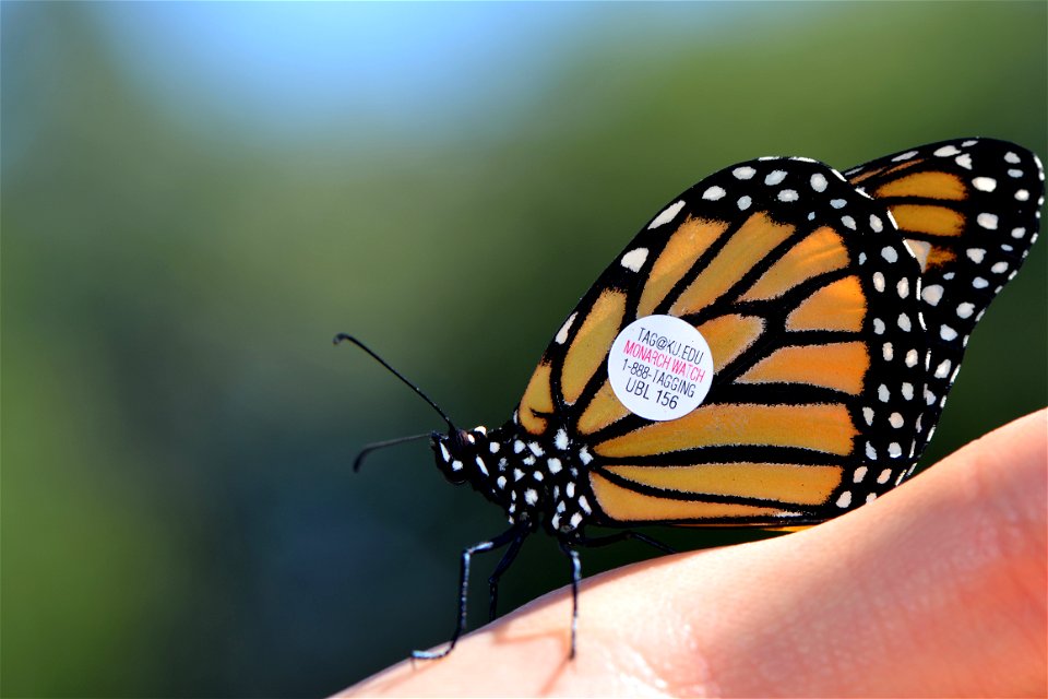 Tagged Monarch photo