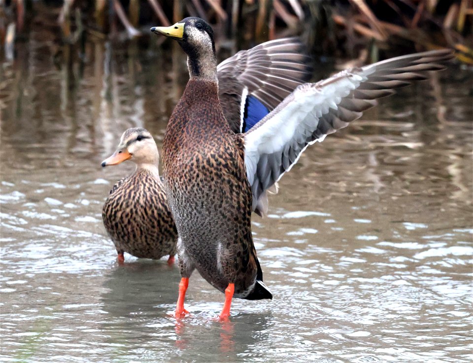 029-030 MALLARD X MOTTLED DUCK  (02-20-2023) world birding center, south padre island, cameron co, tx -04