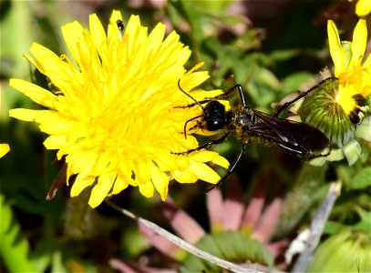 Thread-waisted wasp at Seedskadee National Wildlife Refuge