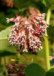 Common Milkweed Flower photo