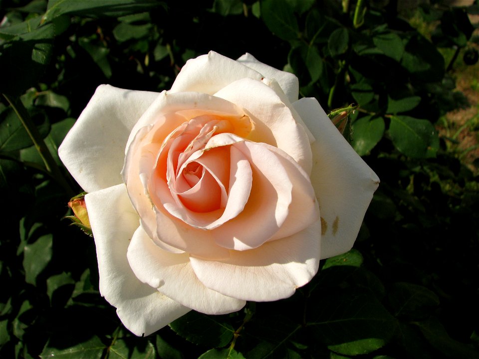 trandaf2009_0527_153850