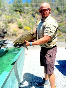 Winter Chinook salmon at the Livingston Stone National Fish Hatchery