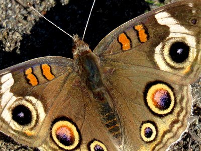 BUCKEYE, GREY (Junonia grisea) (10-14-2022) crescent city, del norte co, ca -02-T