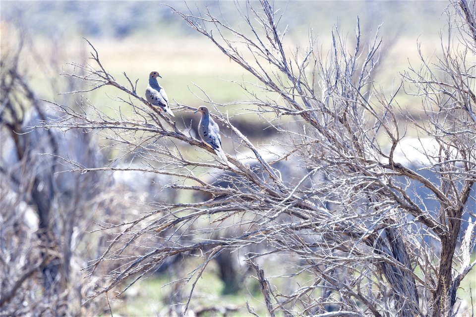 Mourning doves (Zenaida macroura) near north boundary